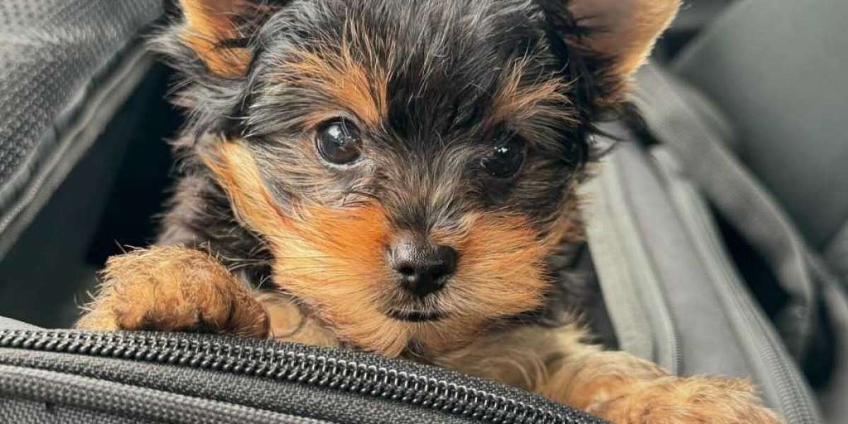 Yorkie Welpen Züchter: A Comprehensive Guide for Prospective Owners